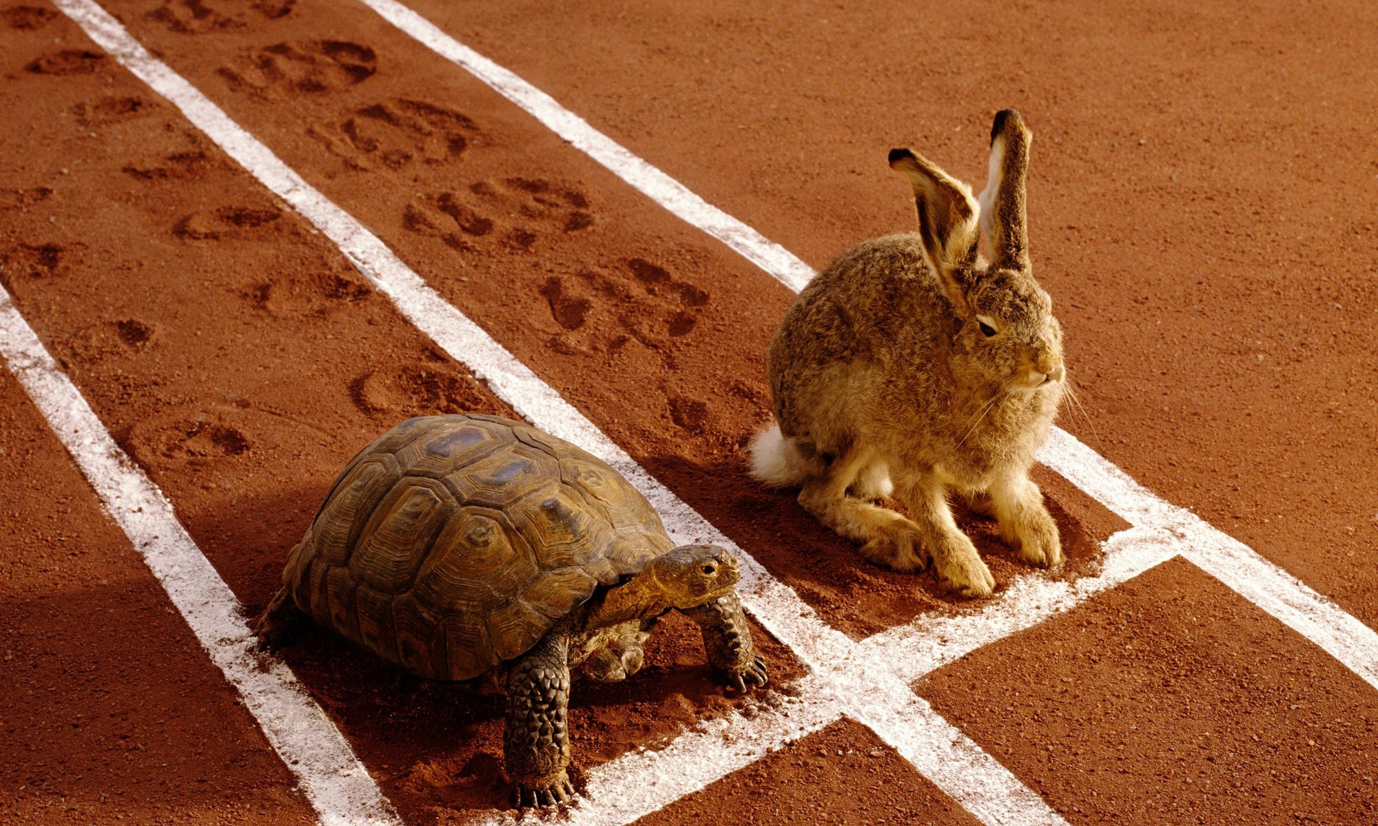 Nous peinons et avançons très lentement : [...] à la fin du lièvre et de la tortue, qui gagne la course ?